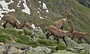 71 Bel gruppetto di stambecchi maschi adulti, che si vedono raramente in Corno Stella